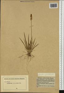 Tofieldia calyculata (L.) Wahlenb., Western Europe (EUR) (Germany)