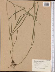 Bromus secalinus L., Eastern Europe, Central region (E4) (Russia)