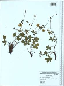 Potentilla reptans L., Eastern Europe, Central region (E4) (Russia)