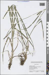 Carex hirta L., Eastern Europe, Central region (E4) (Russia)