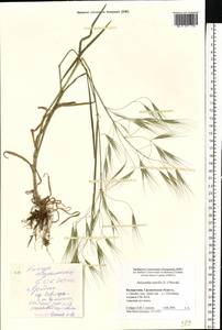 Bromus sterilis L., Eastern Europe, Belarus (E3a) (Belarus)