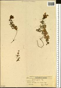 Linaria japonica Miq., Siberia, Russian Far East (S6) (Russia)