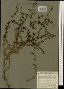 Galium humifusum M.Bieb., Caucasus, Dagestan (K2) (Russia)