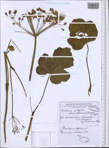 Heracleum alpinum L., Western Europe (EUR) (Switzerland)