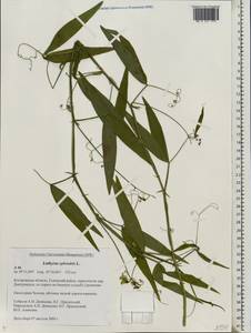 Lathyrus sylvestris L., Eastern Europe, Central forest region (E5) (Russia)