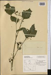 Solanum nigrum L., Western Europe (EUR) (Germany)