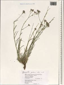 Gypsophila patrinii Ser., South Asia, South Asia (Asia outside ex-Soviet states and Mongolia) (ASIA) (China)