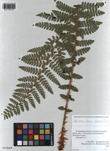 Polystichum braunii (Spenn.) Fée, Siberia, Altai & Sayany Mountains (S2) (Russia)