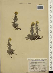 Helichrysum graveolens (M. Bieb.) Sw., Crimea (KRYM) (Russia)