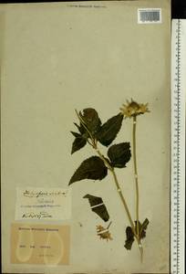 Heliopsis helianthoides var. scabra (Dunal) Fernald, Eastern Europe, North Ukrainian region (E11) (Ukraine)