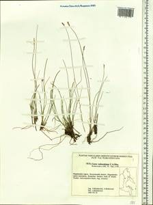Carex parallela subsp. redowskiana (C.A.Mey.) T.V.Egorova, Siberia, Chukotka & Kamchatka (S7) (Russia)
