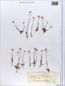 Brassicaceae, Eastern Europe, Lower Volga region (E9) (Russia)