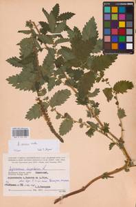 Agrimonia procera Wallr., Eastern Europe, Central region (E4) (Russia)