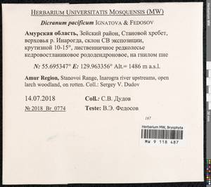 Dicranum pacificum Ignatova & Fedosov, Bryophytes, Bryophytes - Russian Far East (excl. Chukotka & Kamchatka) (B20) (Russia)