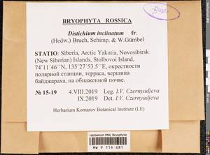 Distichium inclinatum (Hedw.) Bruch & Schimp., Bryophytes, Bryophytes - Yakutia (B19) (Russia)