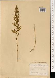 Axyris amaranthoides L., Mongolia (MONG) (Mongolia)