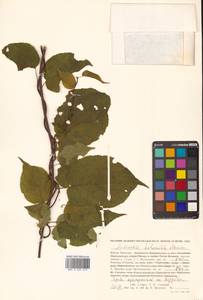 Actinidia kolomikta (Maxim. & Rupr.) Maxim., Siberia, Russian Far East (S6) (Russia)