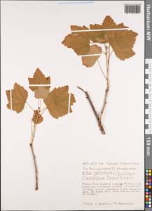 Ribes spicatum subsp. lapponicum Hyl., Siberia, Yakutia (S5) (Russia)