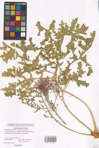 Crambe tataria Sebeók, Eastern Europe, Eastern region (E10) (Russia)