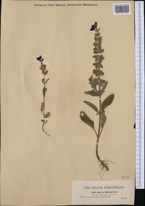 Salvia viridis L., Western Europe (EUR) (Croatia)