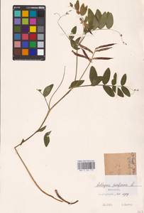 Lathyrus pisiformis L., Eastern Europe, Eastern region (E10) (Russia)