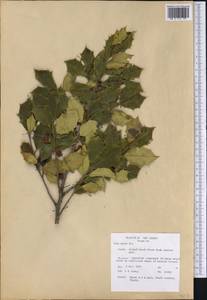 Ilex opaca Soland. ex Ait., America (AMER) (United States)