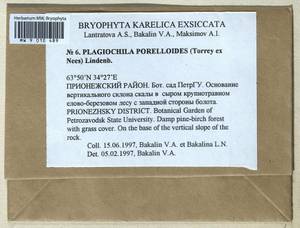 Plagiochila porelloides (Torr. ex Nees) Lindenb., Bryophytes, Bryophytes - Karelia, Leningrad & Murmansk Oblasts (B4) (Russia)