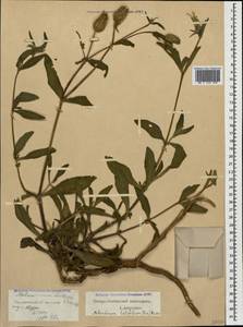 Silene latifolia subsp. latifolia, Caucasus, North Ossetia, Ingushetia & Chechnya (K1c) (Russia)