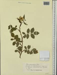 Rosa gorenkensis Besser, Eastern Europe, Central forest-and-steppe region (E6) (Russia)