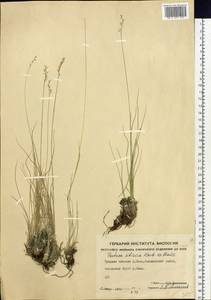 Festuca sibirica Hack. ex Boiss., Siberia, Yakutia (S5) (Russia)