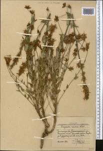 Asyneuma argutum subsp. argutum, Middle Asia, Western Tian Shan & Karatau (M3) (Uzbekistan)