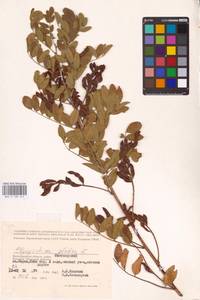 Glycyrrhiza glabra L., Eastern Europe, Lower Volga region (E9) (Russia)