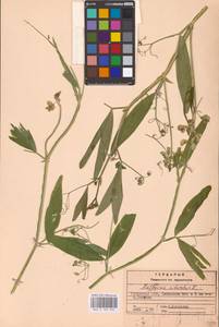 Lathyrus sylvestris L., Eastern Europe, Central region (E4) (Russia)