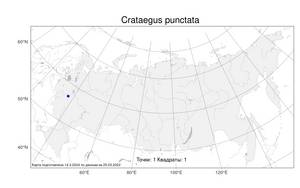 Crataegus punctata Jacq., Atlas of the Russian Flora (FLORUS) (Russia)