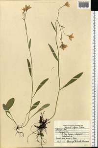 Campanula stevenii subsp. wolgensis (P.A.Smirn.) Fed., Eastern Europe, Middle Volga region (E8) (Russia)