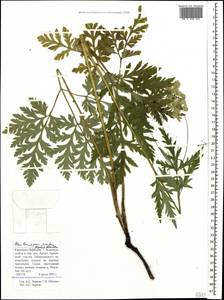 Eleutherospermum cicutarium (M. Bieb.) Boiss., Caucasus, Stavropol Krai, Karachay-Cherkessia & Kabardino-Balkaria (K1b) (Russia)