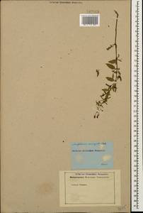 Scrophularia variegata M. Bieb., Caucasus (no precise locality) (K0)