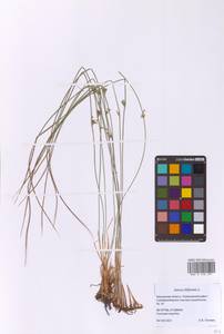 Juncus filiformis L., Eastern Europe, Moscow region (E4a) (Russia)