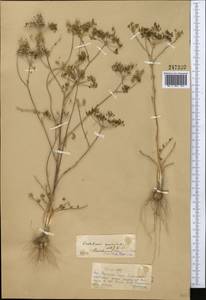 Oedibasis apiculata (Kar. & Kir.) Koso-Pol., Middle Asia, Muyunkumy, Balkhash & Betpak-Dala (M9) (Kazakhstan)