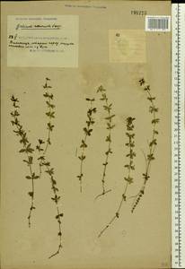 Cruciata glabra (L.) Opiz, Eastern Europe, South Ukrainian region (E12) (Ukraine)