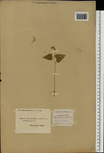 Maianthemum bifolium (L.) F.W.Schmidt, Eastern Europe, Northern region (E1) (Russia)