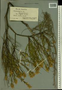 Genista tinctoria subsp. tinctoria, Eastern Europe, Lower Volga region (E9) (Russia)