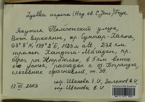 Lyellia aspera (I. Hagen & C.E.O. Jensen) Frye, Bryophytes, Bryophytes - Yakutia (B19) (Russia)