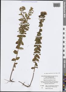 Hypericum maculatum Crantz, Eastern Europe, Western region (E3) (Russia)