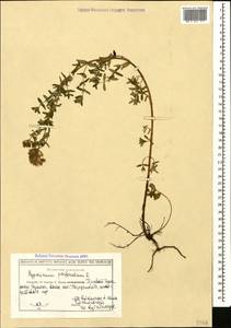 Hypericum perforatum, Caucasus, Georgia (K4) (Georgia)