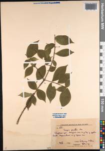 Euonymus verrucosus Scop., Siberia, Russian Far East (S6) (Russia)