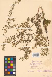 Potentilla supina L., Siberia, Russian Far East (S6) (Russia)