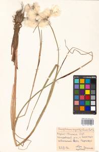 Eriophorum angustifolium Honck., Eastern Europe, Northern region (E1) (Russia)