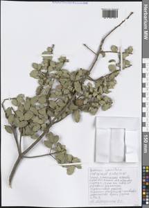 Quercus coccifera L., Western Europe (EUR) (Greece)