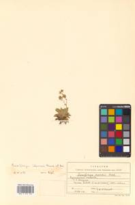 Micranthes merkii subsp. merkii, Siberia, Russian Far East (S6) (Russia)